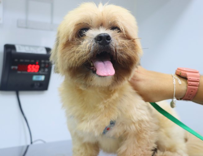 Foto: PATA Móvel chega a Boiçucanga na segunda-feira com castrações e consultas na Praça Pôr do Sol